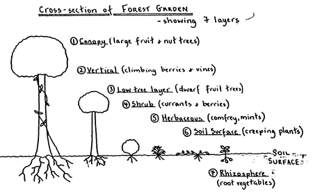 Cross-section of Forest Garden